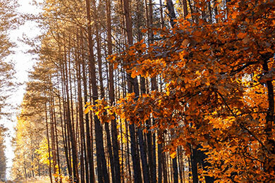 2025 ag娱乐主播绿衫军失利，詹姆斯领军骑士大胜凯尔特人